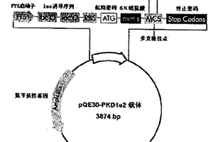 抗人多囊蛋白-1 N端單克隆抗體MA7B1