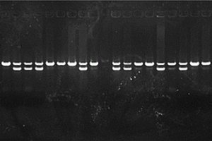 無(wú)損鑒定單性態(tài)禽類早期性別的PCR方法