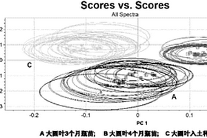 不同栽培方式的大圓葉金線蓮的鑒別方法